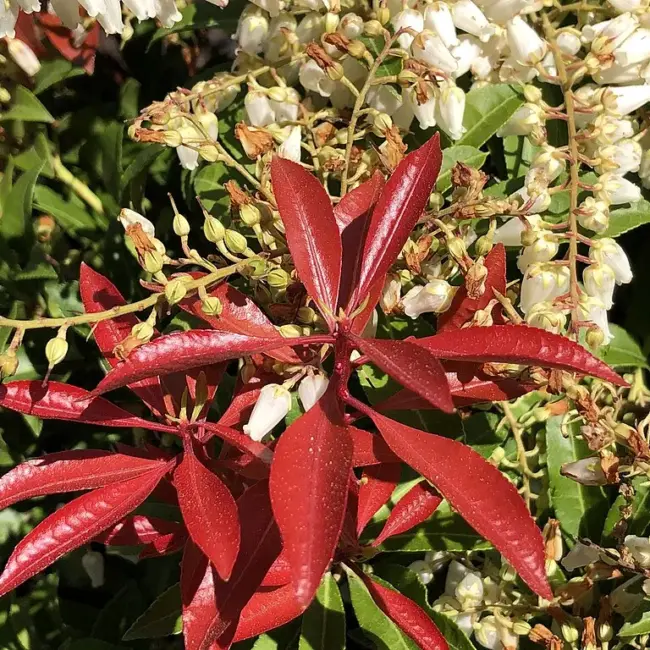 Pieris japonica 'Mountain Fire'