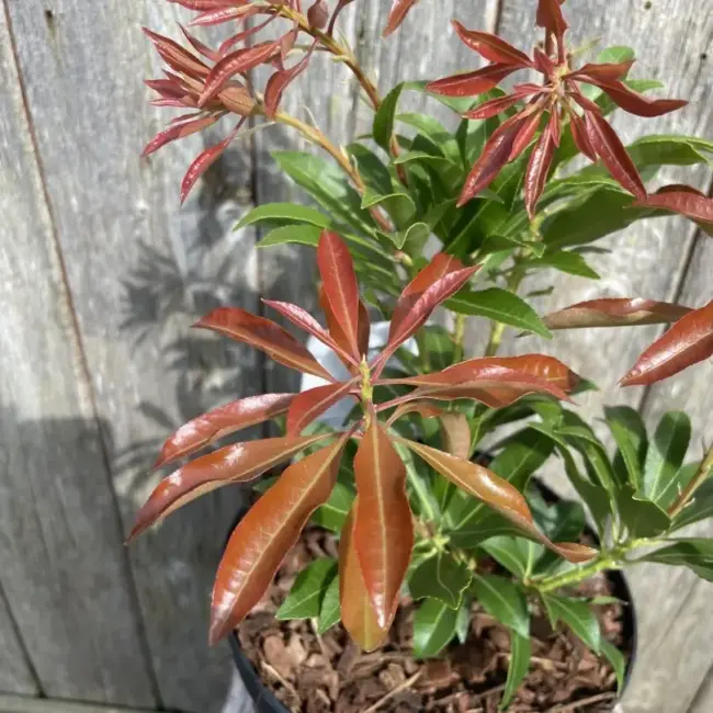 Pieris japonica 'Mountain Fire'