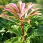 Pieris japonica 'Mountain Fire'