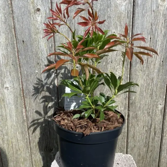 Pieris japonica 'Mountain Fire'