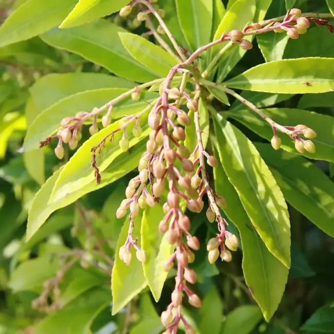 Pieris japonica 'Mountain Fire'