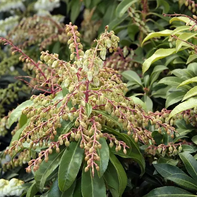 Pieris japonica 'Mountain Fire'