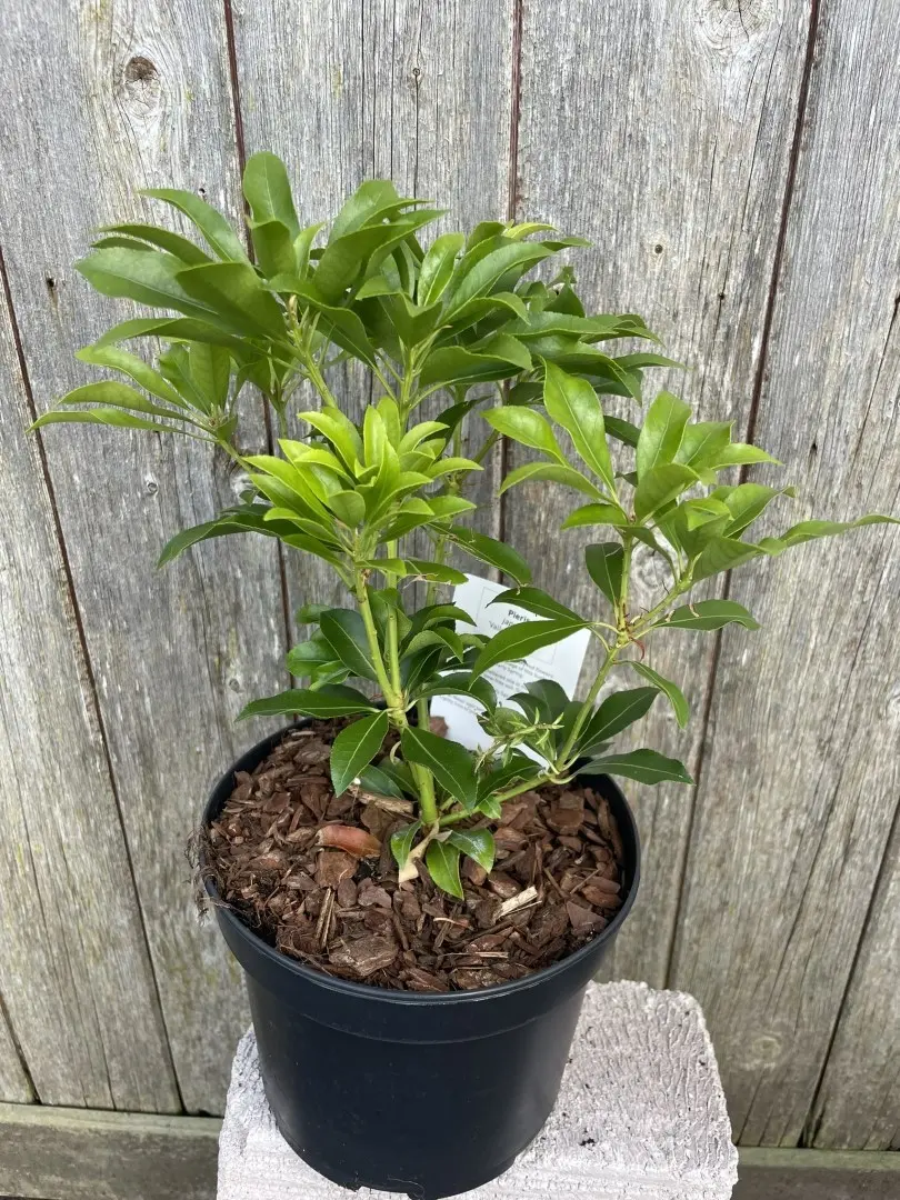 Pieris 'Valley Valentine' 20/40cm (2L) - Image 3