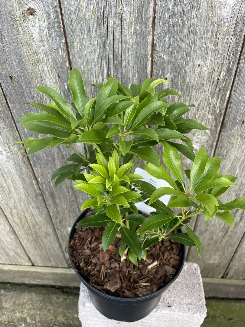 Pieris japonica 'Valley Valentine'