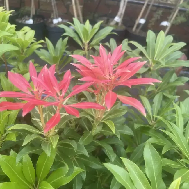 Pieris 'Forest Flame' 20/40cm (2L) - Image 5