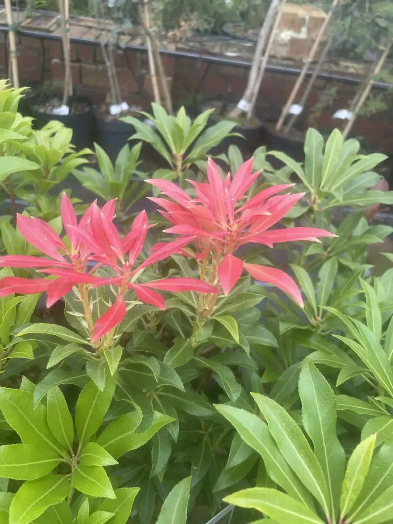 Pieris 'Forest Flame' 20/40cm (2L) - Image 5