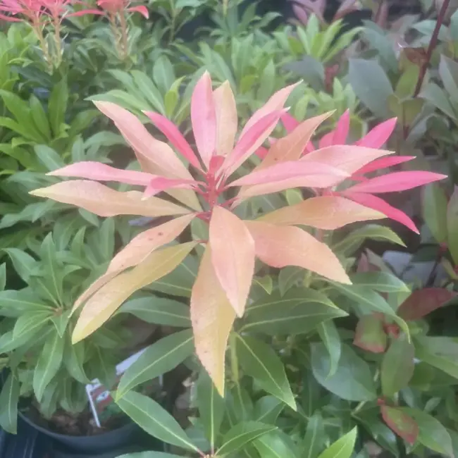 Pieris 'Forest Flame' 20/40cm (2L) - Image 4