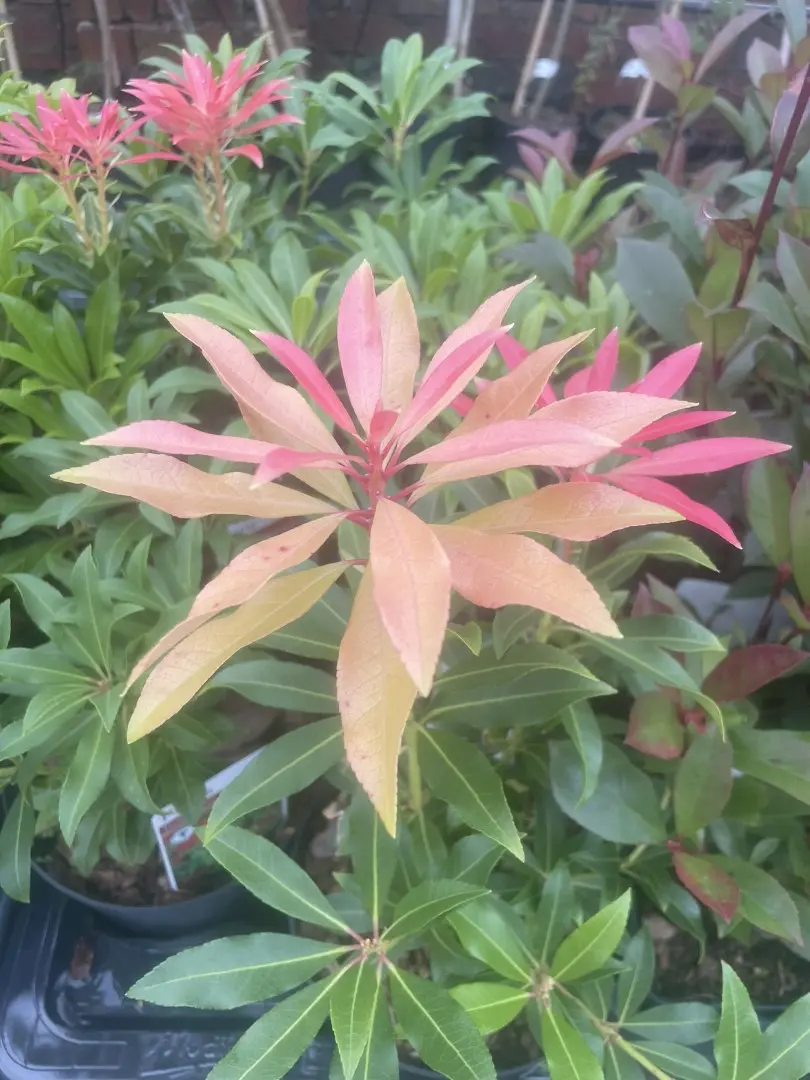 Pieris 'Forest Flame' 20/40cm (2L) - Image 4