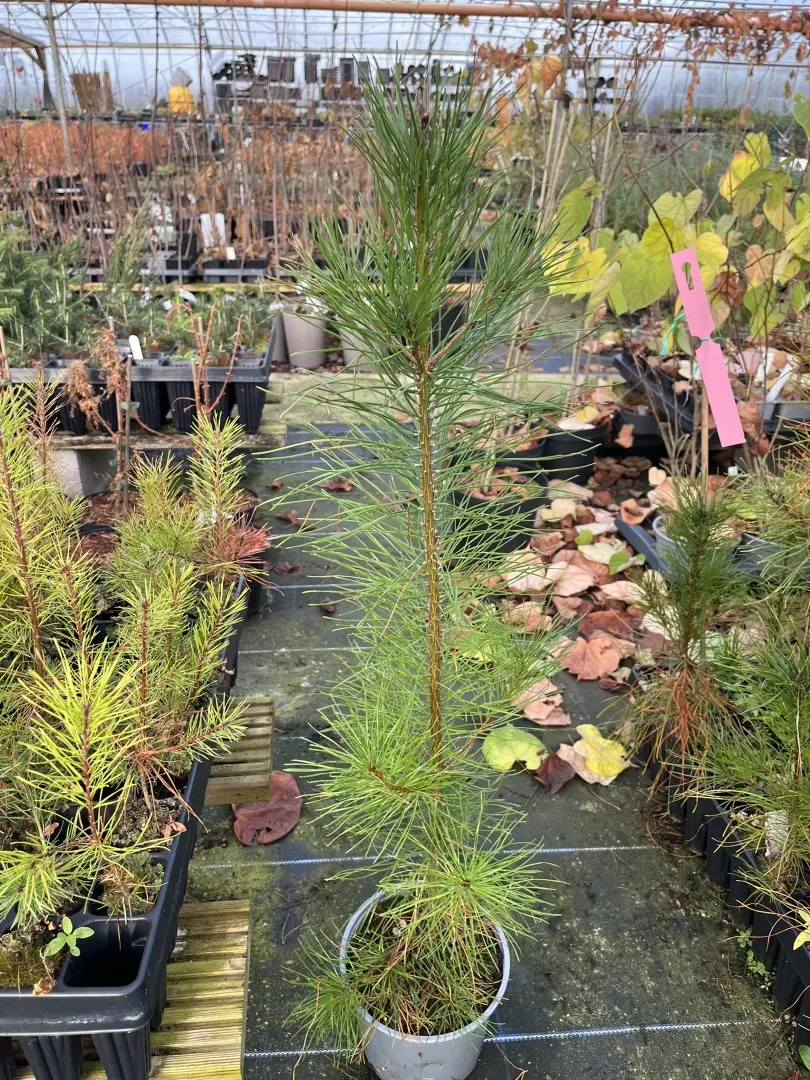 Lodgepole Pine 60/80cm (2L)