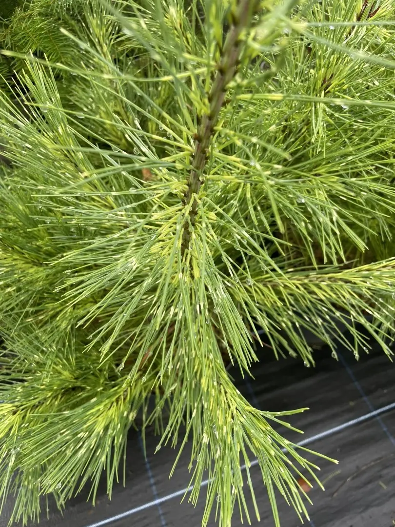 Pinus densiflora 'Burke's Red Variegated'