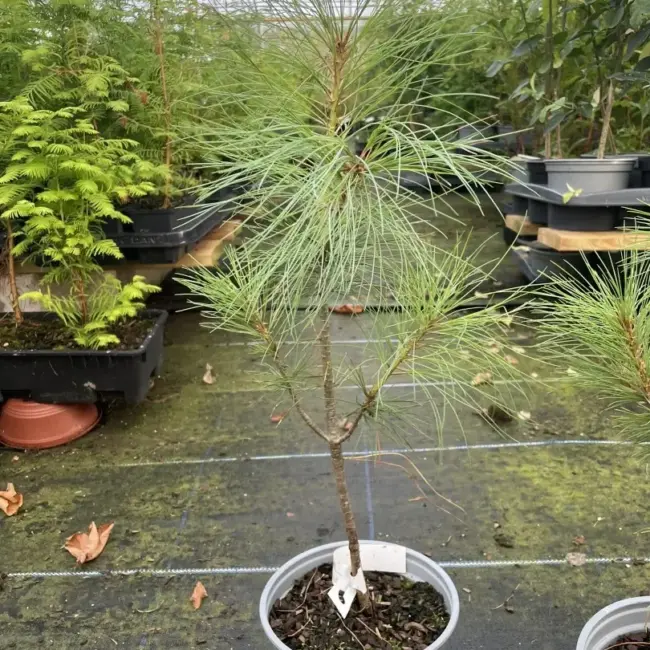 Pinus griffithii syn. wallichiana Bhutan Pine
