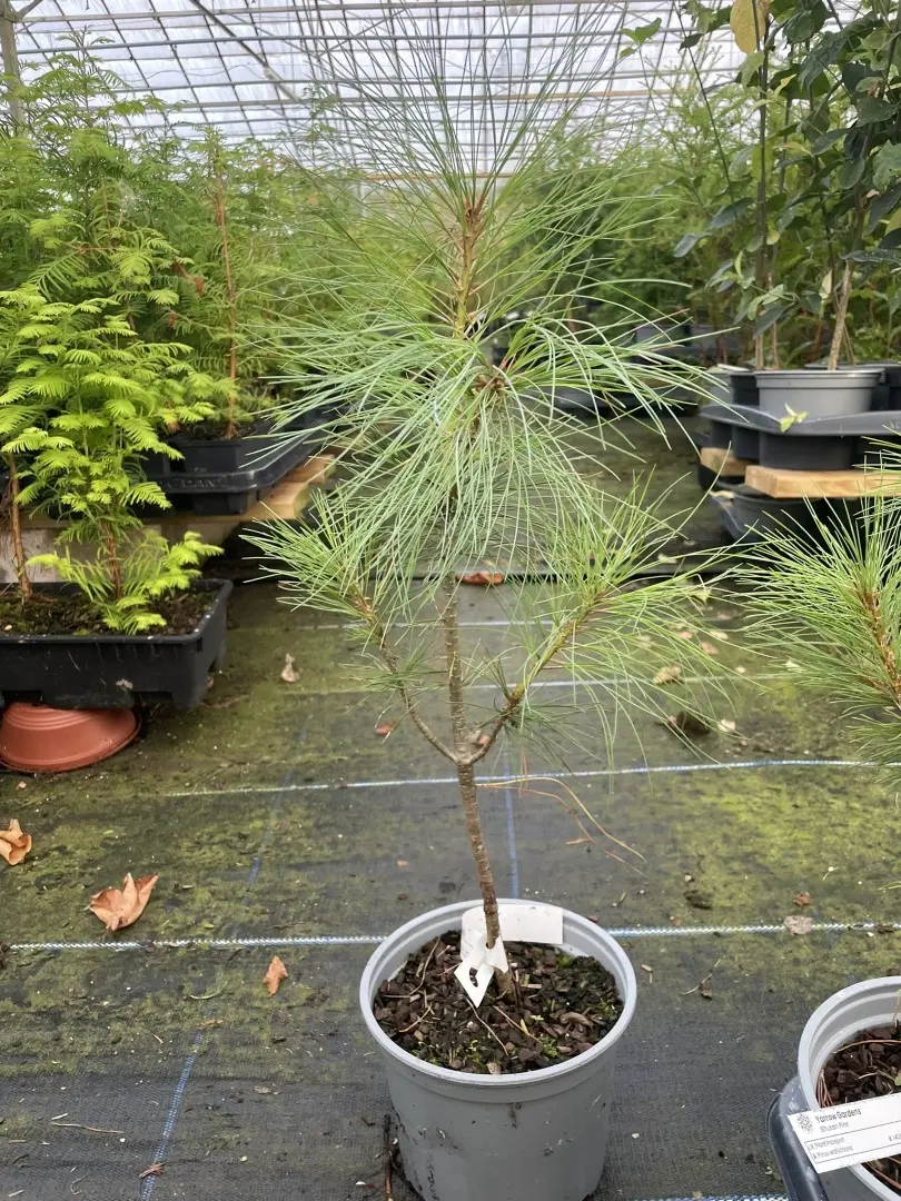 Pinus griffithii syn. wallichiana Bhutan Pine