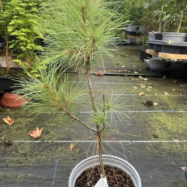 Pinus griffithii syn. wallichiana Bhutan Pine