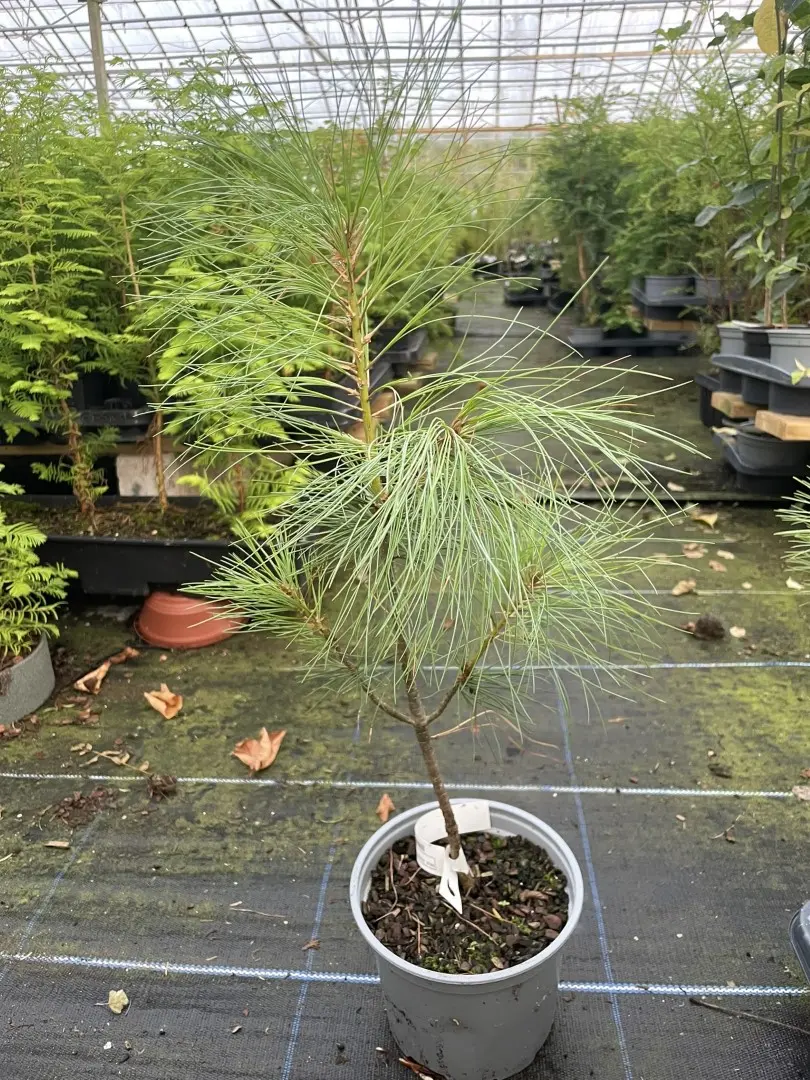 Pinus griffithii syn. wallichiana Bhutan Pine