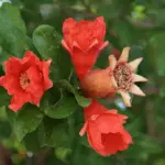 Pomegranate Trees - Punica granatum