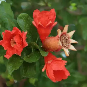 Pomegranate Trees