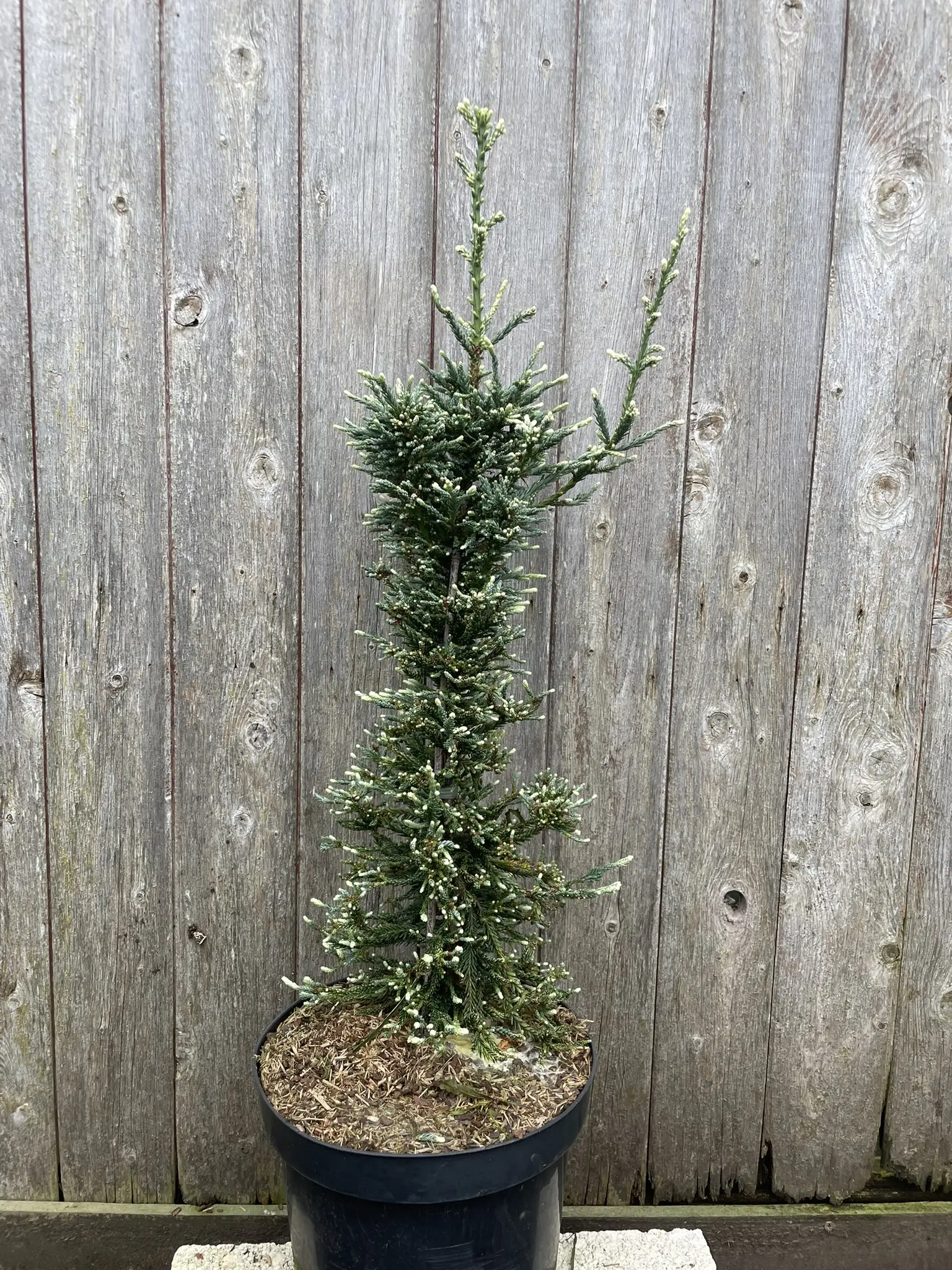 Sequoia sempervirens Coast Redwood 'Lightning'