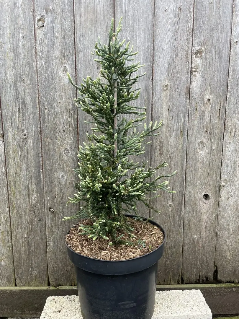 Sequoia sempervirens Coast Redwood 'Lightning' 40/60cm (3L)