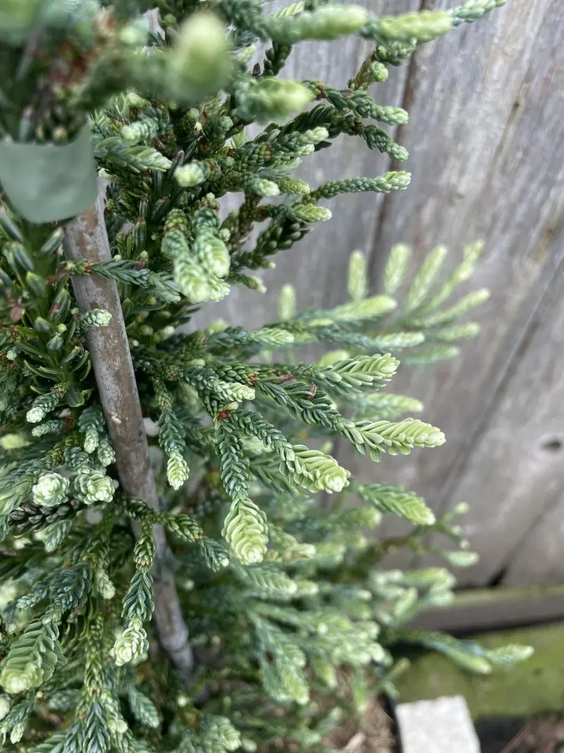 Sequoia sempervirens Coast Redwood 'Lightning'