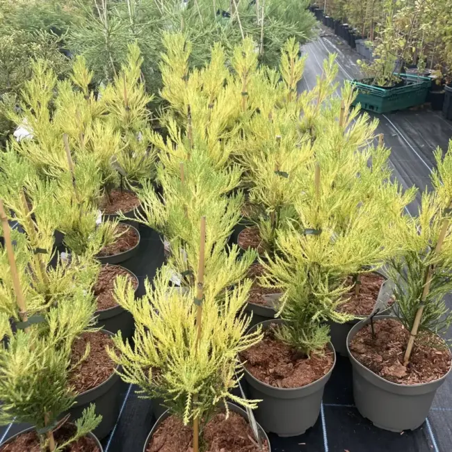 Sequoiadendron giganteum Giant Redwood 'Vida Magical Mystery' 40/60cm (3L)
