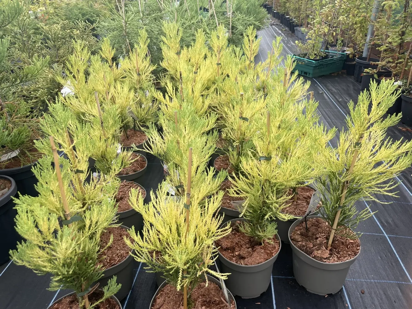 Sequoiadendron giganteum Giant Redwood 'Vida Magical Mystery' 40/60cm (3L)