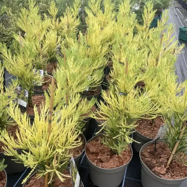Sequoiadendron giganteum Giant Redwood 'Vida Magical Mystery' 40/60cm (3L)