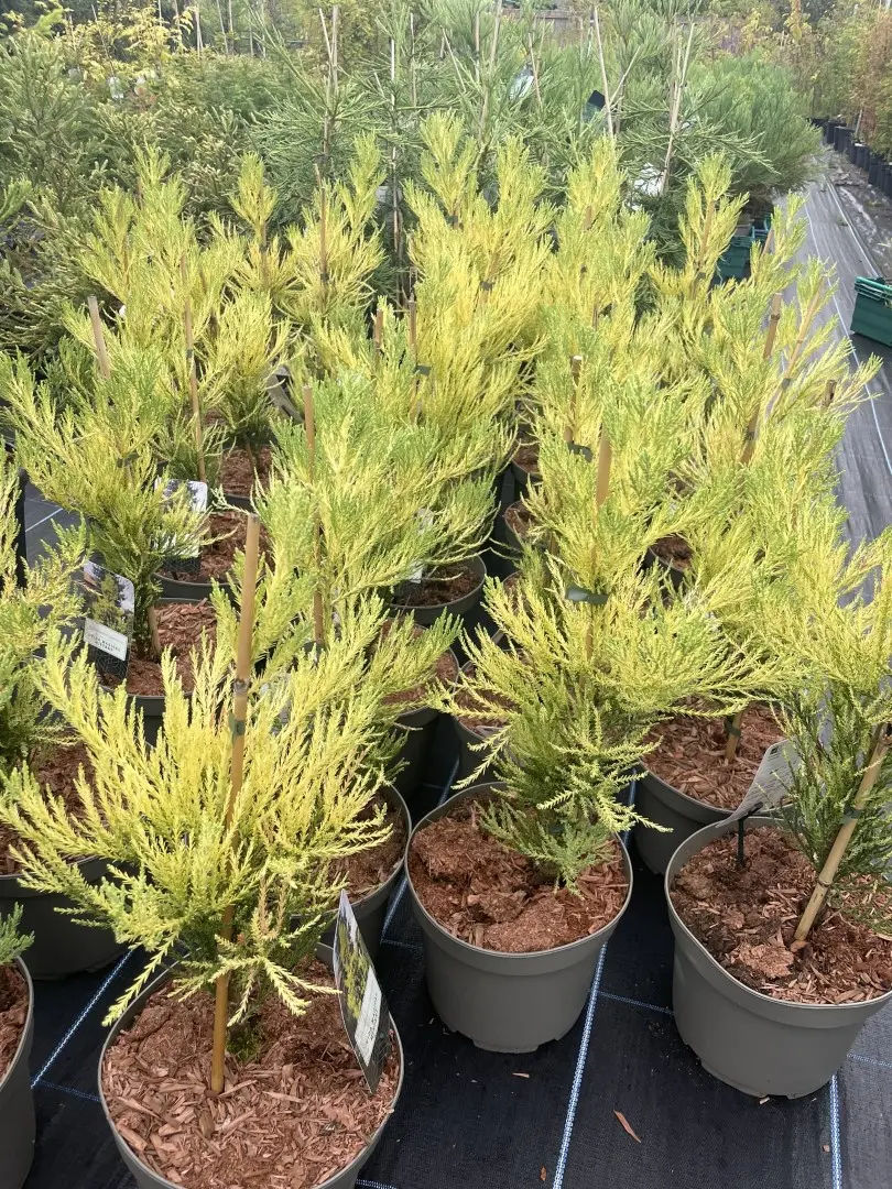 Sequoiadendron giganteum Giant Redwood 'Vida Magical Mystery' 40/60cm (3L)