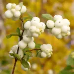 Symphoricarpos albus - Snowberry Bush