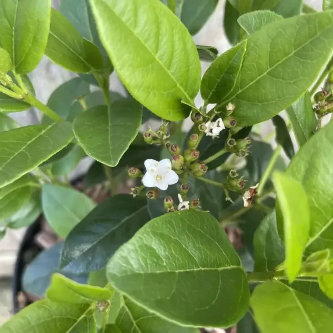 Viburnum tinus 'Eve Price'