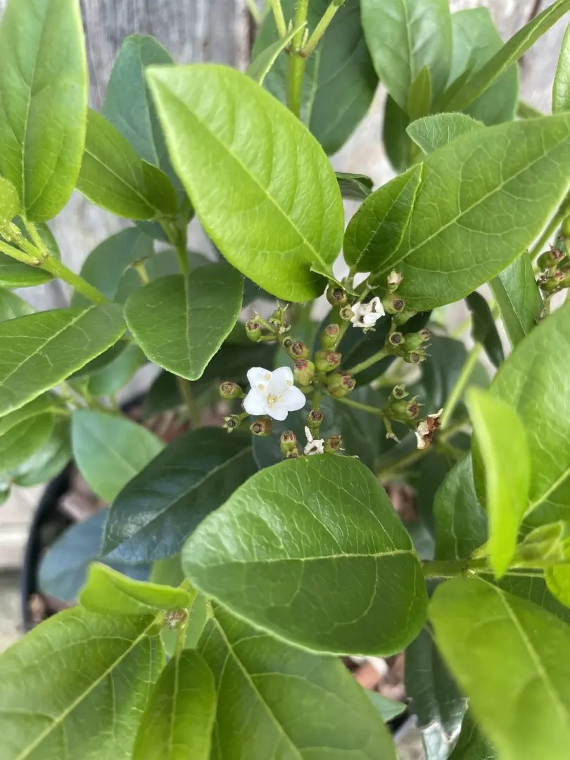 Viburnum tinus 'Eve Price'