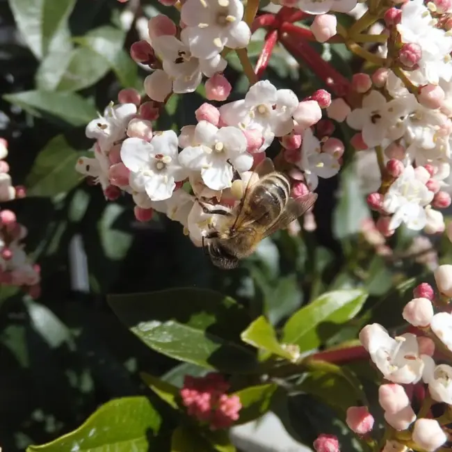 Viburnum tinus 'Eve Price'