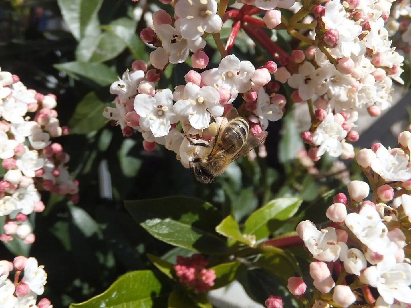 Viburnum tinus 'Eve Price'