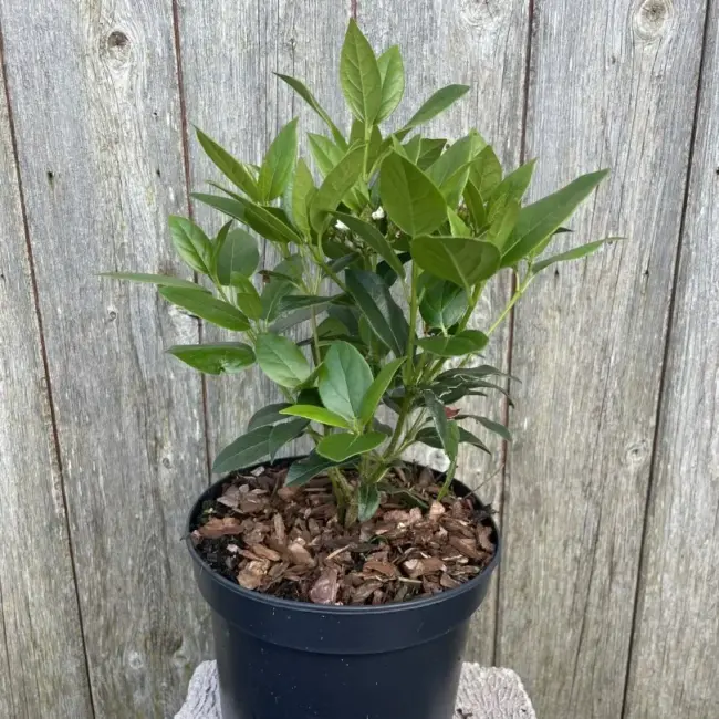 Viburnum tinus 'Eve Price'