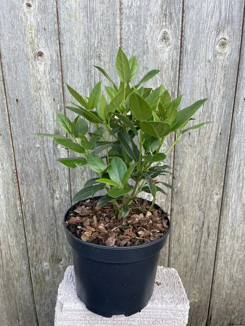 Viburnum tinus 'Eve Price'