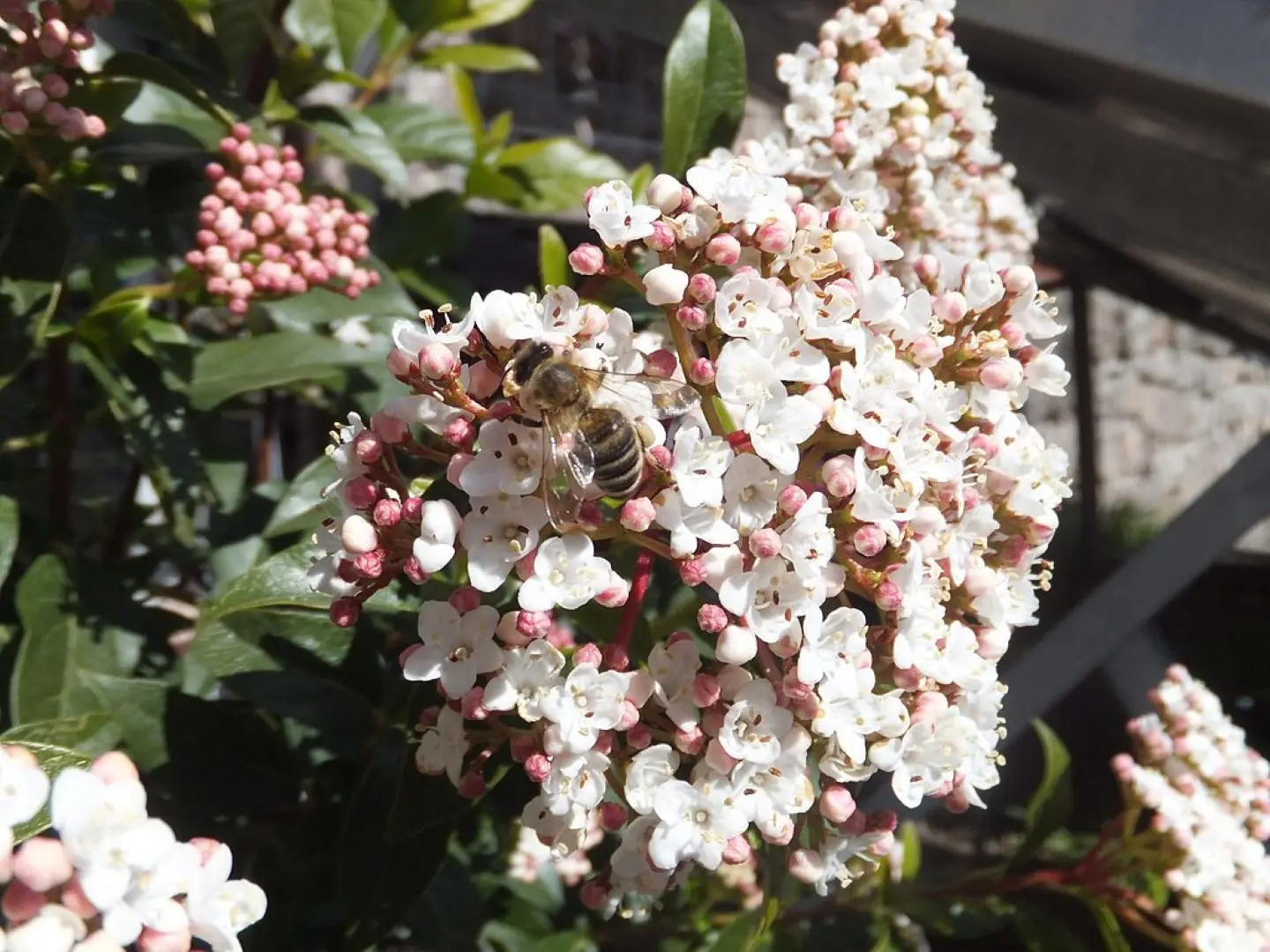 Viburnum tinus 'Eve Price'