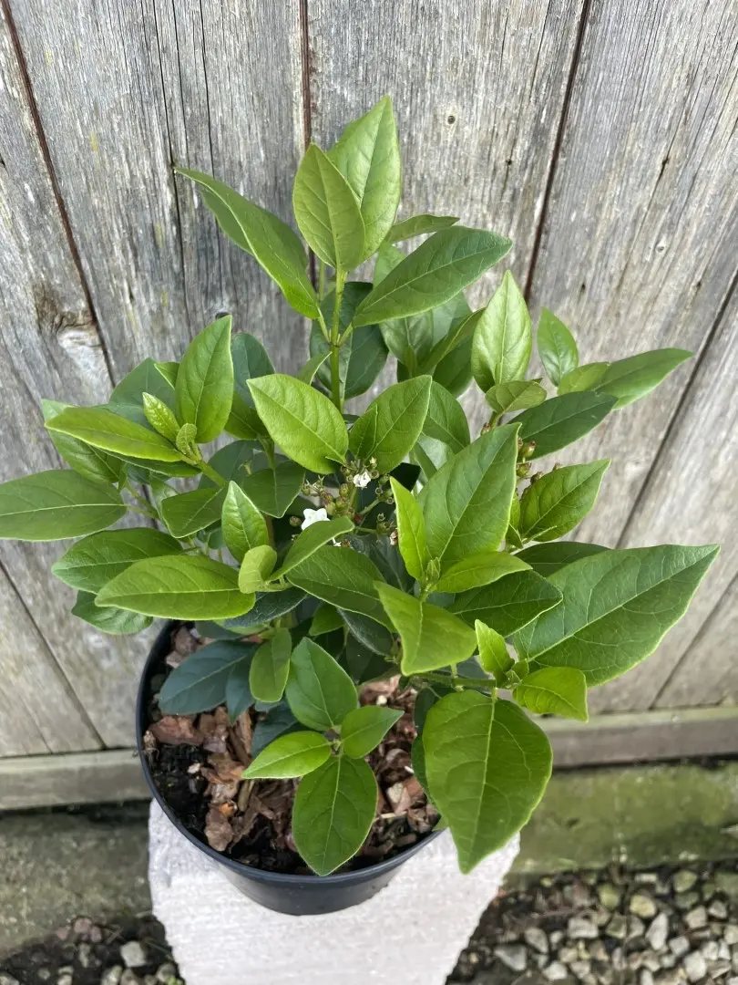 Viburnum tinus 'Eve Price'