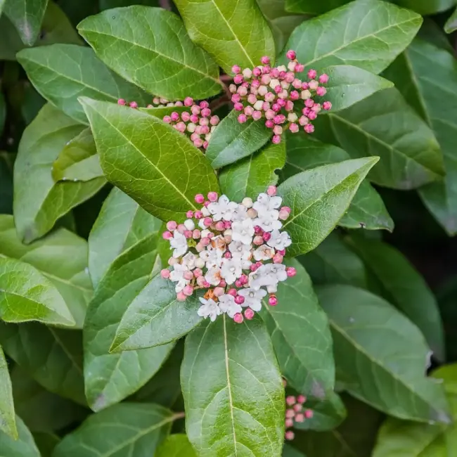 Viburnum tinus 'Eve Price'