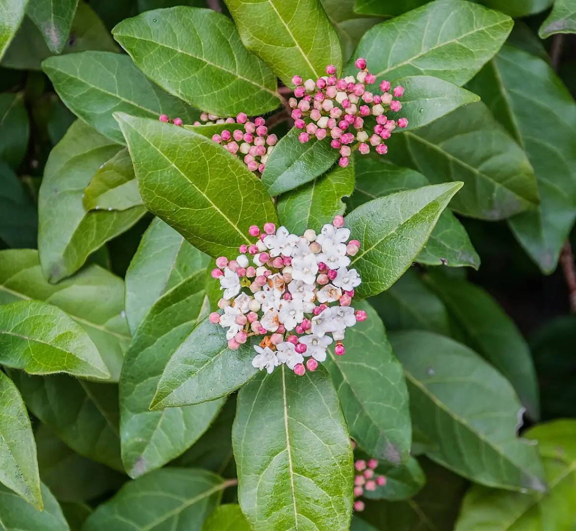 Viburnum tinus 'Eve Price'