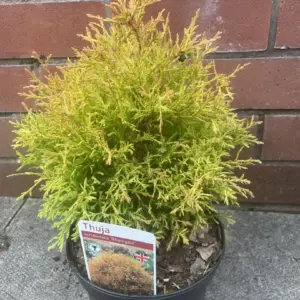 White Cedar - Thuja occidentalis 'Rheingold'