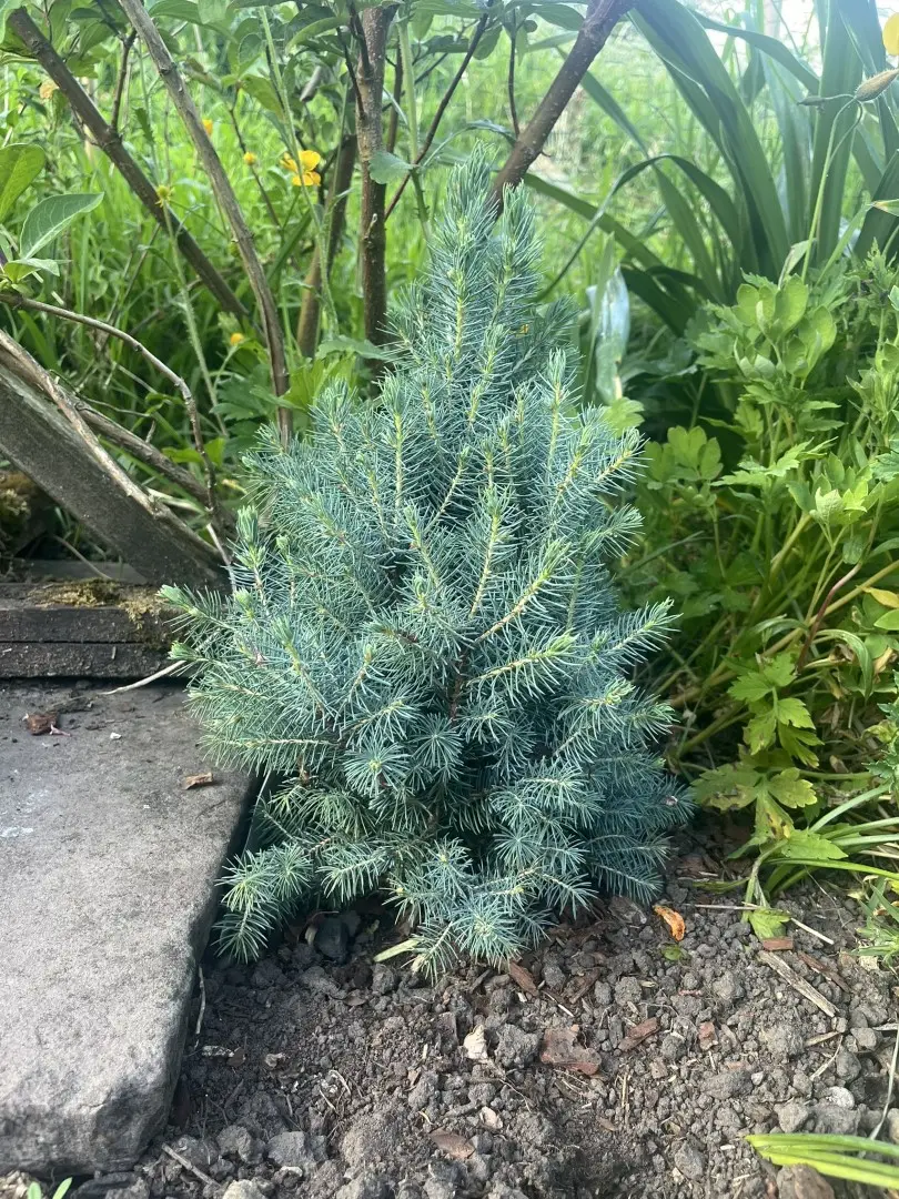 Alberta spruce 'Sander's Blue' (5L)