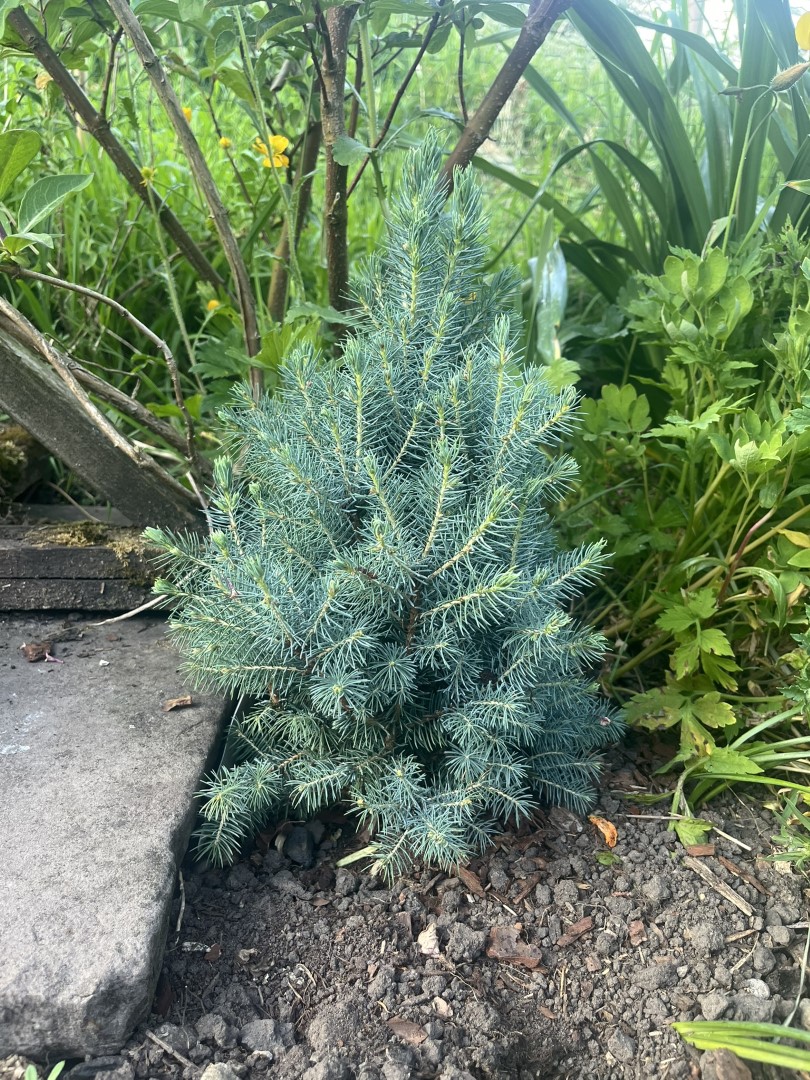 Alberta spruce 'Sander's Blue' (5L)