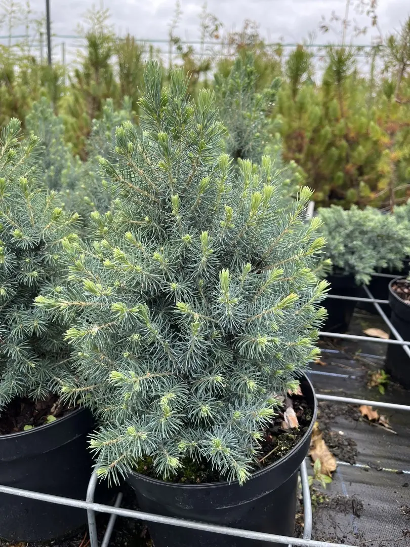 Alberta spruce ‘Sander’s Blue’ (5L) Picea glauca var. albertiana