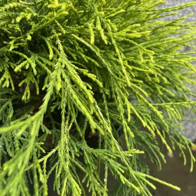 Sawara cypress 'Sungold' 20/40cm (5L) - Image 3