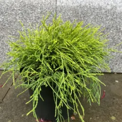 Sawara cypress 'Sungold' 20/40cm (5L)