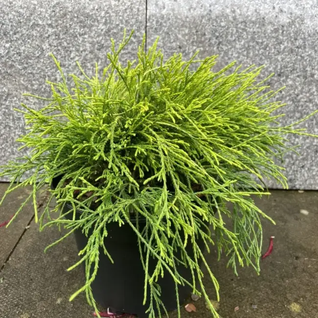 Sawara cypress 'Sungold' 20/40cm (5L)