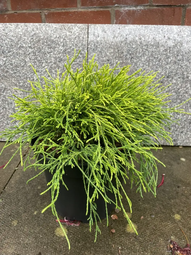 Sawara cypress 'Sungold' 20/40cm (5L)