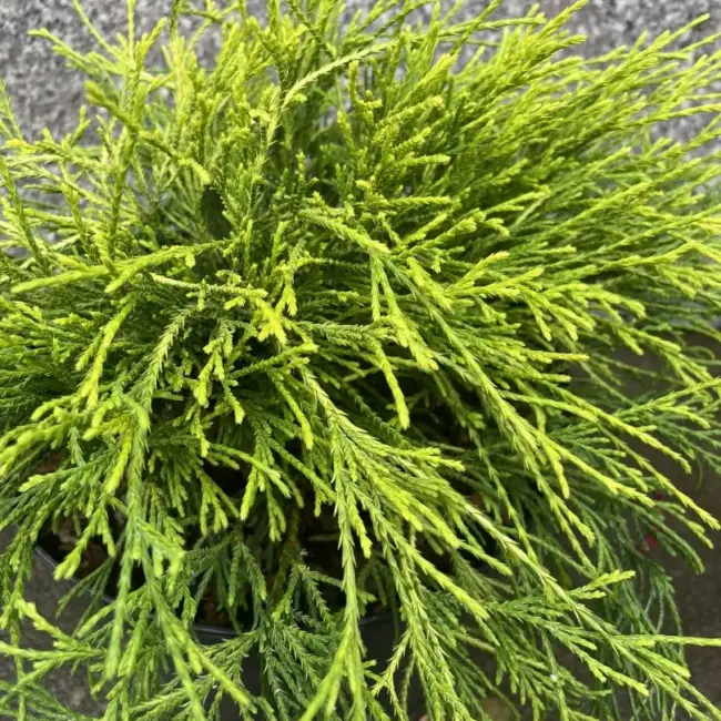 Sawara cypress 'Sungold' 20/40cm (5L) - Image 4