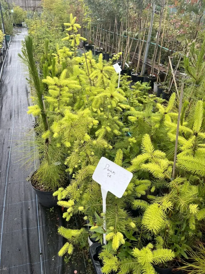Douglas Fir - Pseudotsuga menziesii