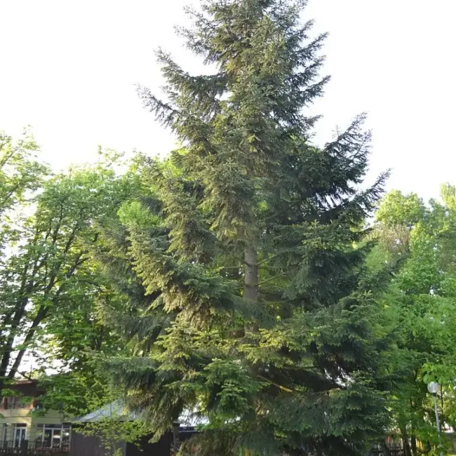 Douglas Fir Tree 20/40cm (P9) - Image 5