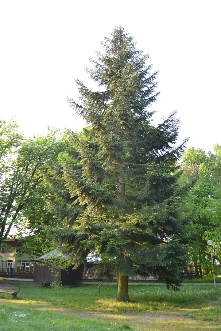 Douglas Fir Tree 40/60cm (Cell) - Image 5